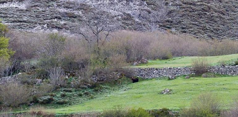 Rechazo ecologista a la sustitución del oso Cachou por un ejemplar asturiano