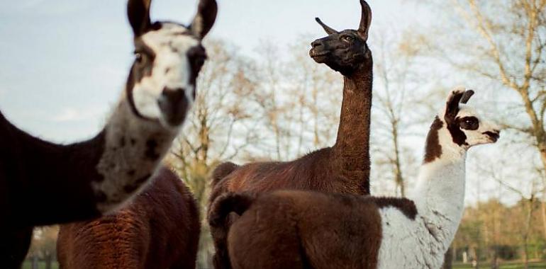 Anticuerpos frente al COVID: La esperanza está en la llama