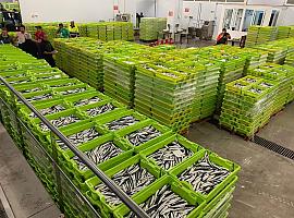 La rula de Gijón vendió 1.400.000 kilos de bocarte en la última semana