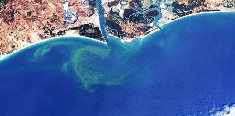 CSIC desarrolla una metodología para detectar y monitorizar las floraciones de algas nocivas