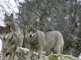Un tercio de los lobos ibéricos analizados en Asturias han dado positivo en Leishmania