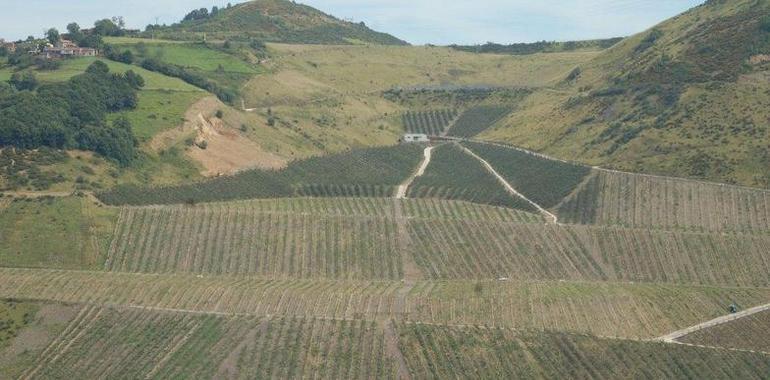 Grupo Trabanco adquiere  la mayor plantación de Asturias de manzana de sidra