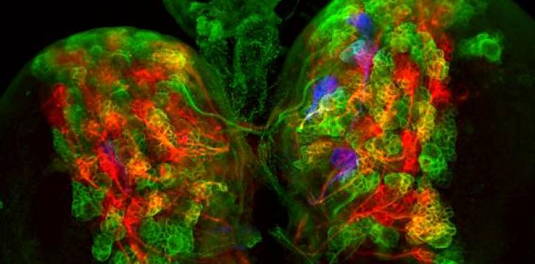Una nueva técnica genética permite programar células madre del cerebro