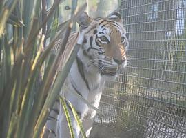 Asia, una tigresa de Bengala con una oportunidad en el zoo de Oviedo