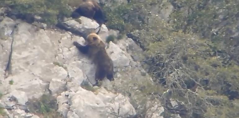 Los osos cantábricos tendrán padrón genético 