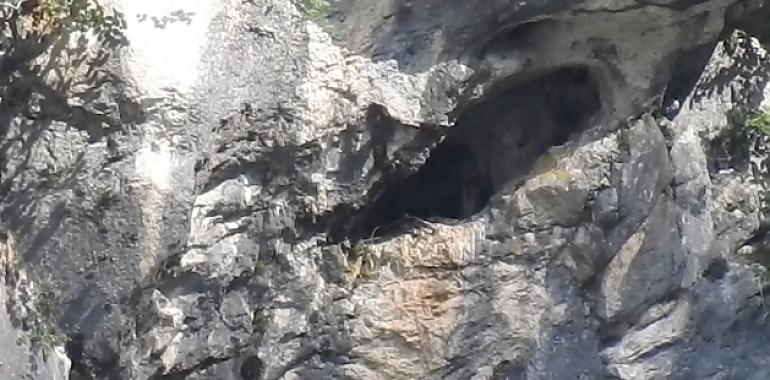 Quebrantahuesos Bienvenida sobrevuela sus Picos natales