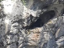 Quebrantahuesos Bienvenida sobrevuela sus Picos natales