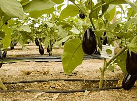 Mitos y verdades sobre la agricultura  ecológica