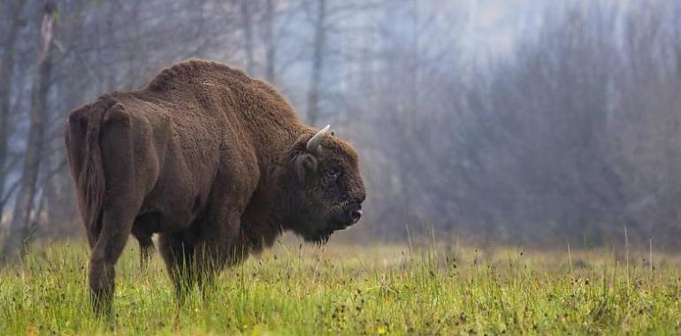 El bisonte europeo se recupera