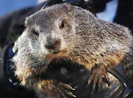 Hoy es el Día de la Marmota: ¿cómo será la primavera