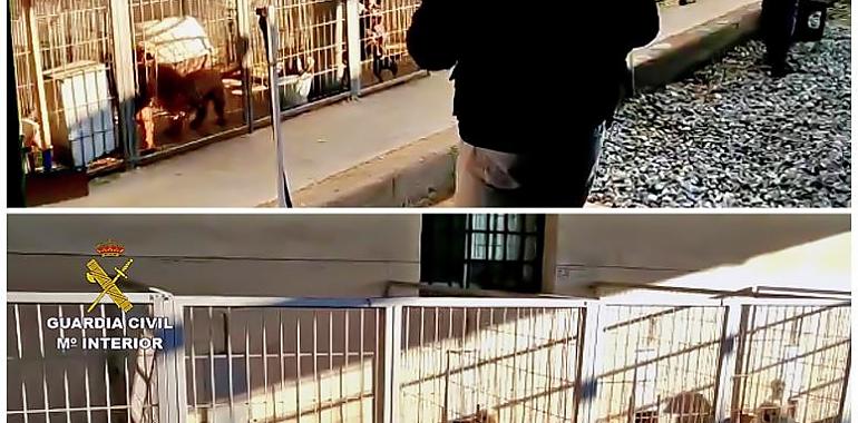 Detenidos veterinario y criador por cortar las cuerdas vocales a 10 perros