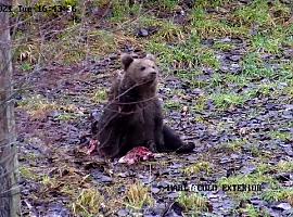 La osina salvada en Éndriga (Somiedo) sigue recuperando pesu y salud