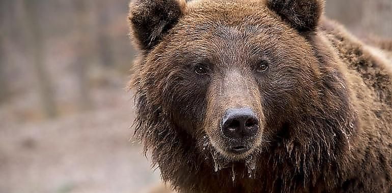 Asturias participa en un proyecto europeo para facilitar la adaptación del oso pardo cantábrico al cambio climático