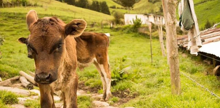 2,6 millones para el Oriente de Asturias para 72 proyectos gracias a los Fondos Leader