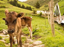 2,6 millones para el Oriente de Asturias para 72 proyectos gracias a los Fondos Leader