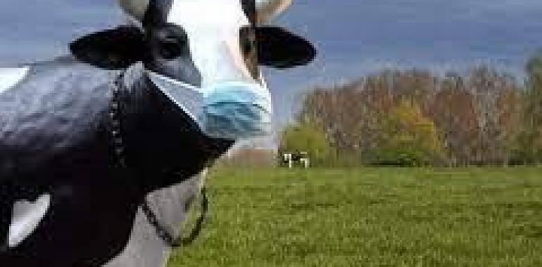 Se solicita al Ministerio de Agricultura la declaración de Asturias como zona libre de tuberculosis bovina