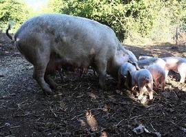 El Gochu Asturcelta apúntase a les \Sidreríes de Bandera\ en Xixón