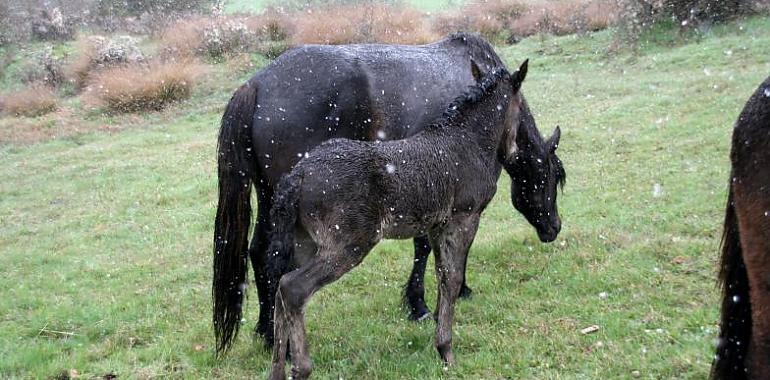 La cría de caballos en zonas de montaña del norte peninsular, un sector sostenible y que aporta multitud de servicios ecosistémicos