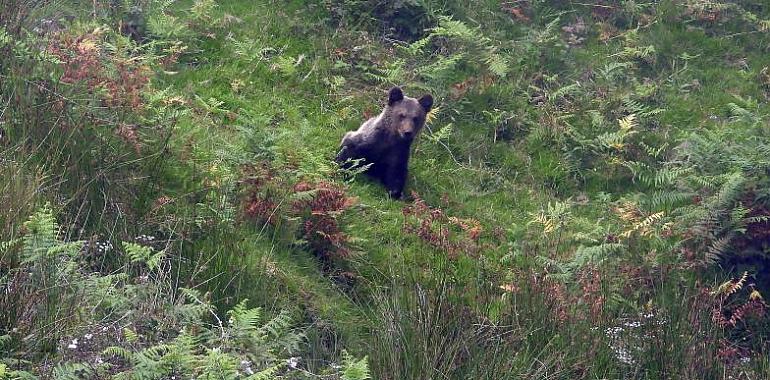 Liberado en el Paisaje Protegido del Pico Caldoveiro al osezno recogido en abril en las inmediaciones de Yernes