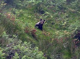 Liberado en el Paisaje Protegido del Pico Caldoveiro al osezno recogido en abril en las inmediaciones de Yernes