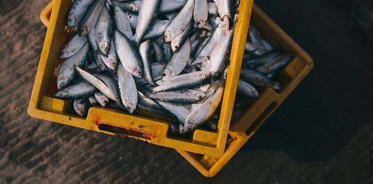 El pescado empieza a subir de manera importante por el incremento de la energía y los carburantes