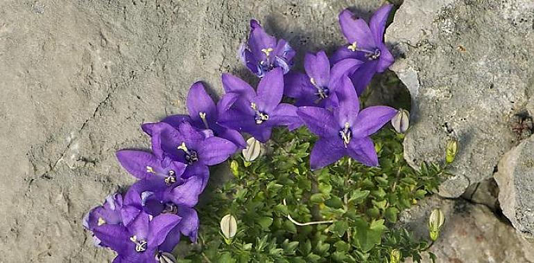 Publican el primer listado completo de la flora silvestre de la Cordillera Cantábrica