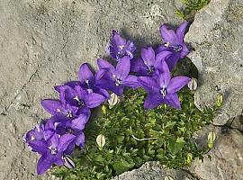 Publican el primer listado completo de la flora silvestre de la Cordillera Cantábrica