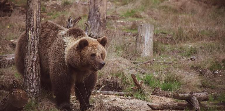 La Fundación Oso de Asturias inicia el próximo domingo 14 los itinerarios de otoño/invierno por la naturaleza