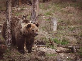 La Fundación Oso de Asturias inicia el próximo domingo 14 los itinerarios de otoño/invierno por la naturaleza