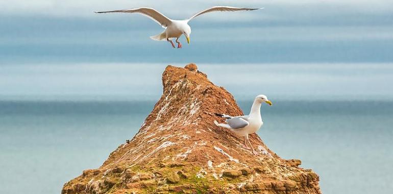 64 nidos de gaviotas localizados y retirados en Avilés