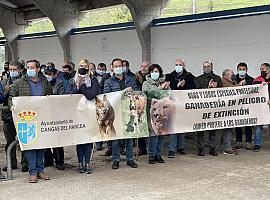 Nutrida Manifestación Ganadera en Cangas del Narcea