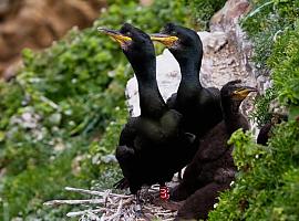 Las universidades de Oviedo y Vigo se proponen proteger al cormorán moñudo