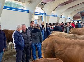 Celebración de la Feria de Ramos en Cangas del Narcea