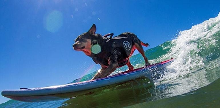 ¿Crees que tu perro es un experto en surf Puedes apuntarlo al primer Campeonato Europeo de Surf para Perros que se celebrará en Salinas