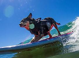 ¿Crees que tu perro es un experto en surf Puedes apuntarlo al primer Campeonato Europeo de Surf para Perros que se celebrará en Salinas