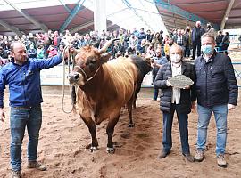 447 reses y 142 ganaderías en la subasta nacional de vaca roxa