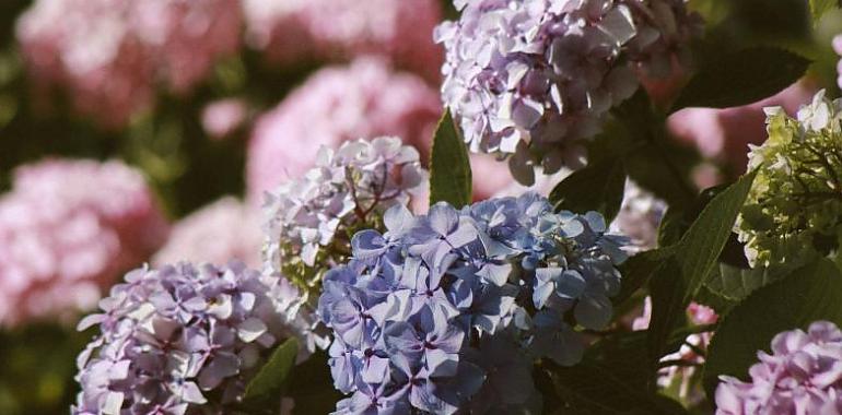 Las Hortensias reúnen en Avilés a cultivadores, expertos y floristerías de toda Asturias