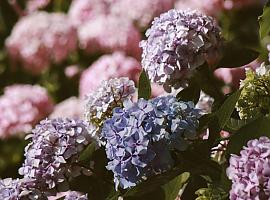 Las Hortensias reúnen en Avilés a cultivadores, expertos y floristerías de toda Asturias