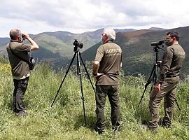 El estado de la osina herida en Cangas del Narcea es irrecuperable