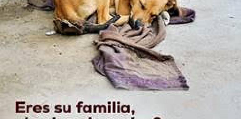 El número de abandono de mascotas en España resulta ya inaguantable