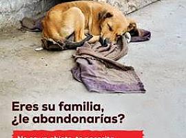 El número de abandono de mascotas en España resulta ya inaguantable