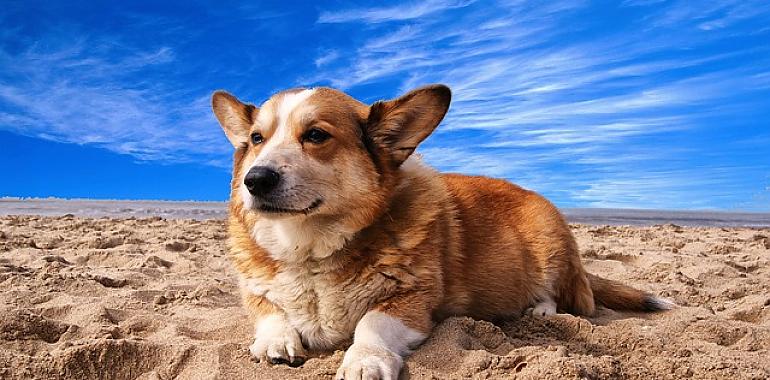 ¿Sabes cómo proteger a tu mascota del intenso calor de la playa