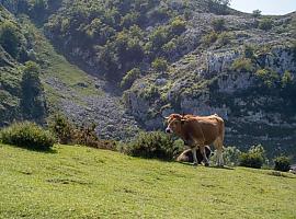 El Principado abona a ganaderos y agricultores 74,5 millones correspondientes a los pagos de la PAC de 2022