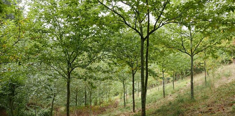 Las plantaciones jóvenes de castaño desempeñan un papel relevante en la lucha contra el cambio climático