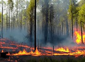 A estas horas se registran en la región 9 incendios forestales en nuestra región