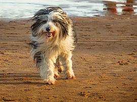 ¿No entiendes a tu perro eso es porque aún no tienes el "nuevo diccionario para perros"