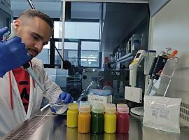 Crean bebidas probióticas con una bacteria que procede de la aceituna de mesa