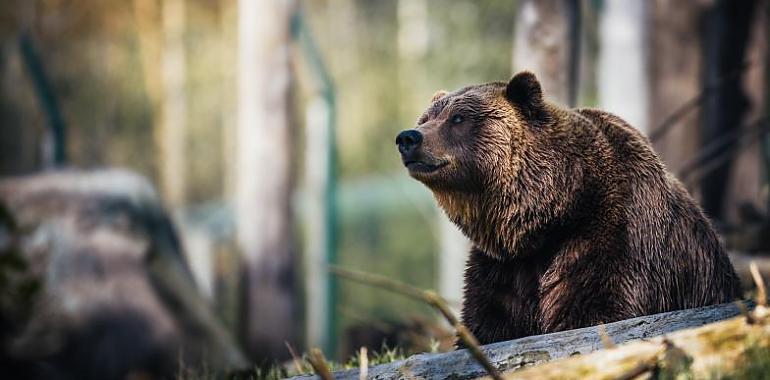 2,2 millones para apoyar 76 proyectos dirigidos a prevenir daños de la fauna salvaje 