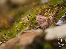 CoyoFotografía expone sus Bellezas mínimas en la Factoría Cultural