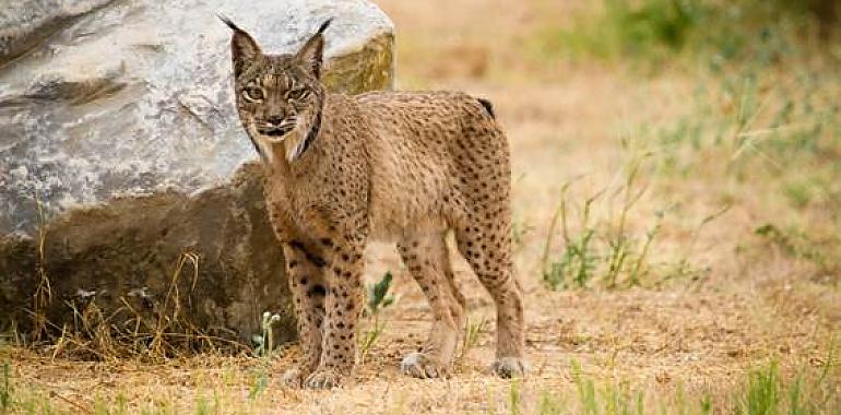 Aún se necesitan 1.100 hembras reproductivas para garantizar la viabilidad genética del lince ibérico